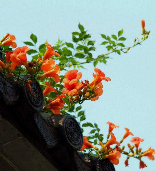植物图片图片