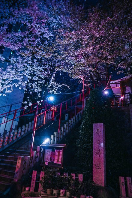 植物图片图片