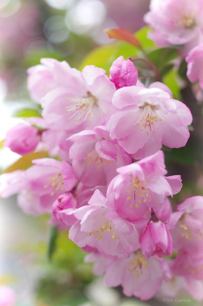 植物图片图片