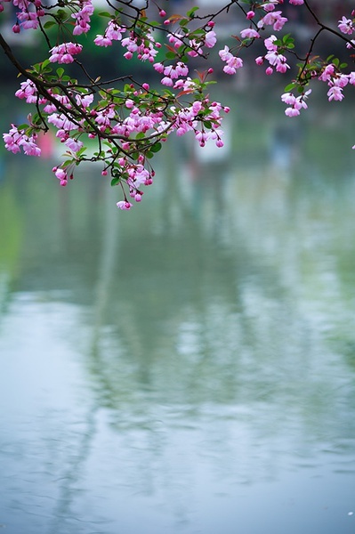 植物图片图片