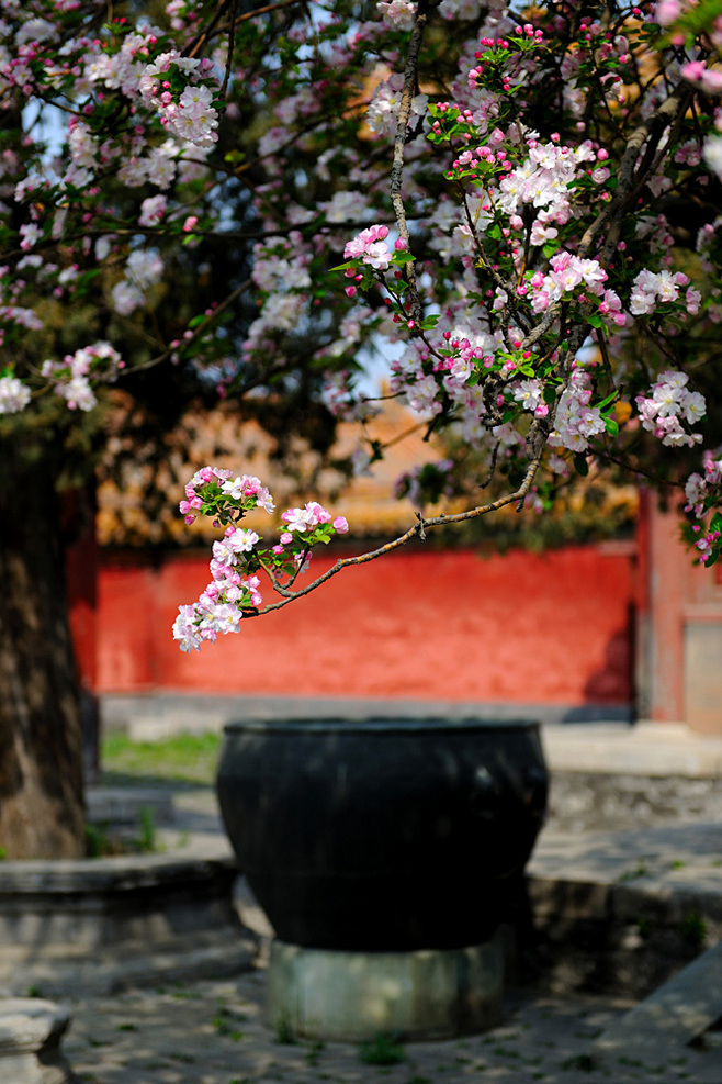 植物图片图片