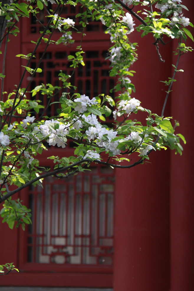 植物图片图片