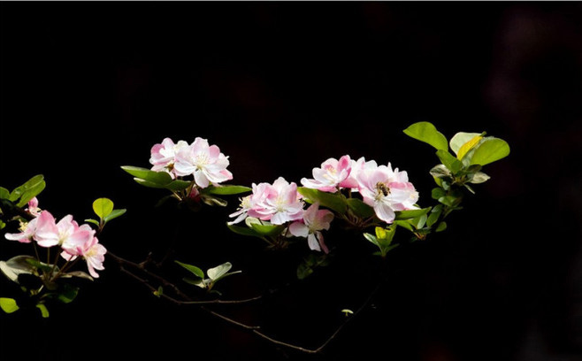 植物图片图片