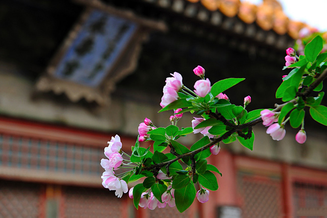 植物图片图片
