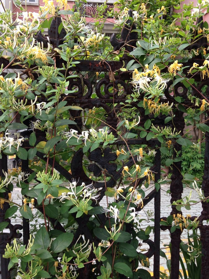 植物图片图片