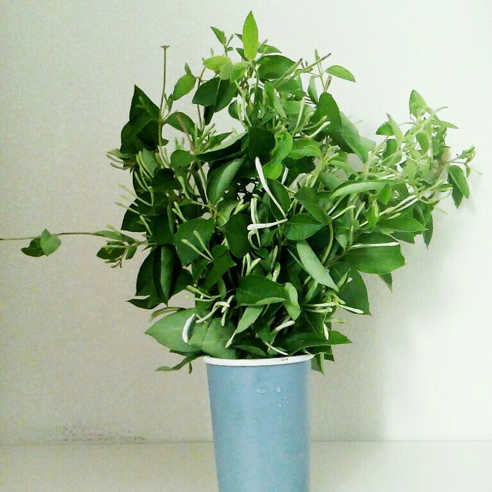 植物图片图片
