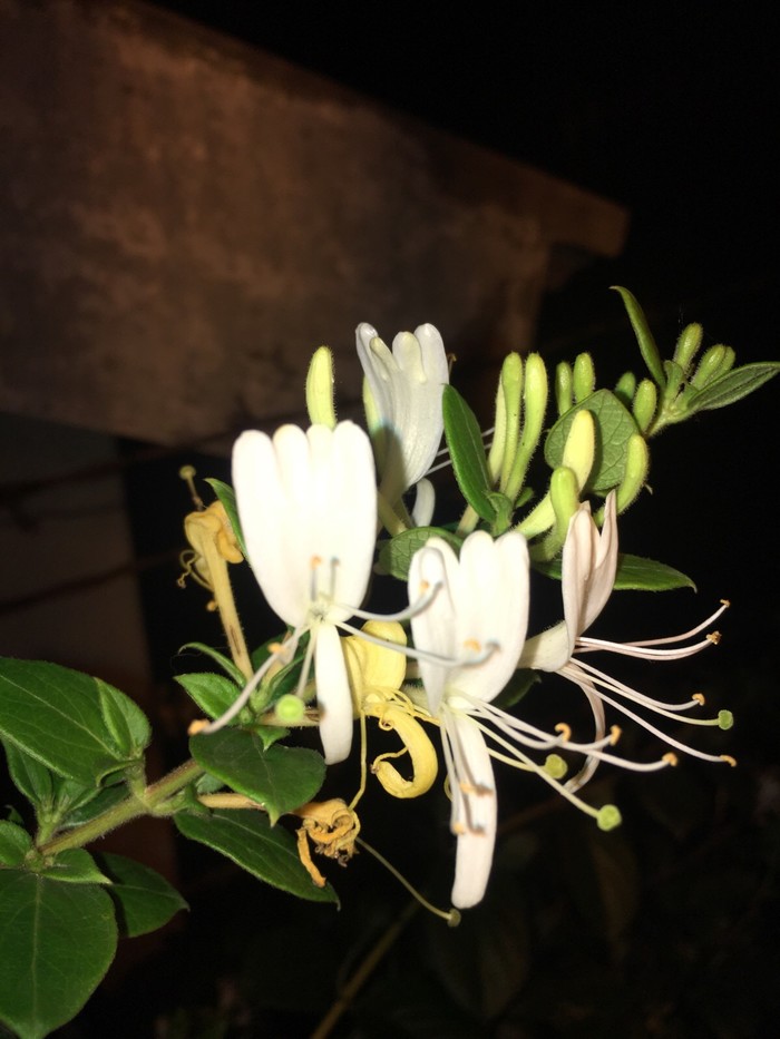 植物图片图片