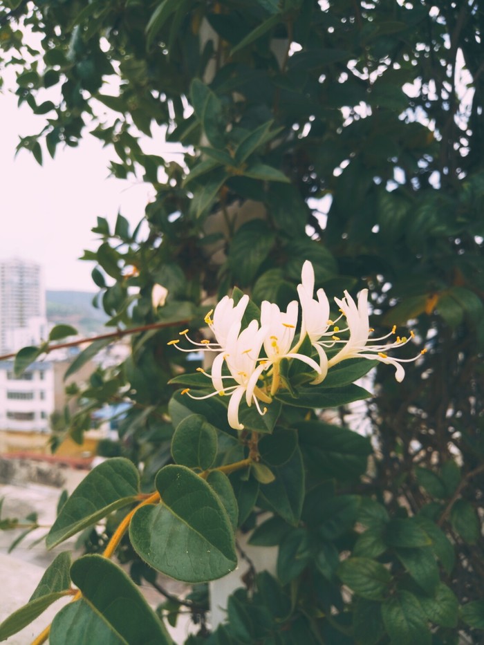 植物图片图片