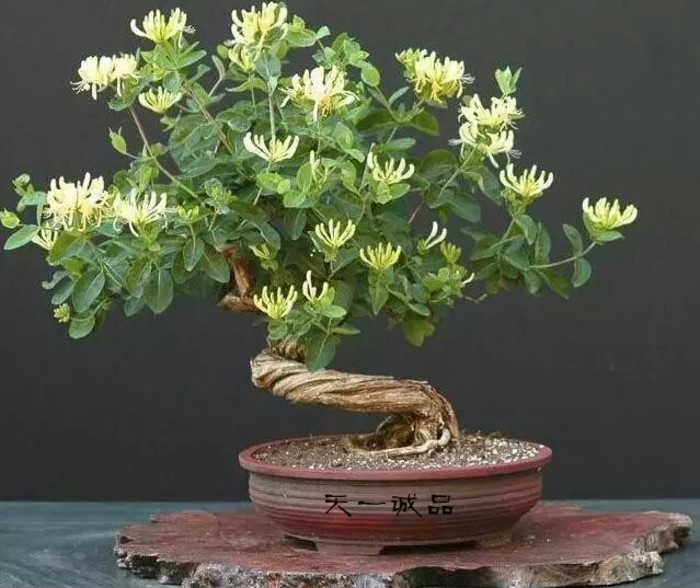 植物图片图片