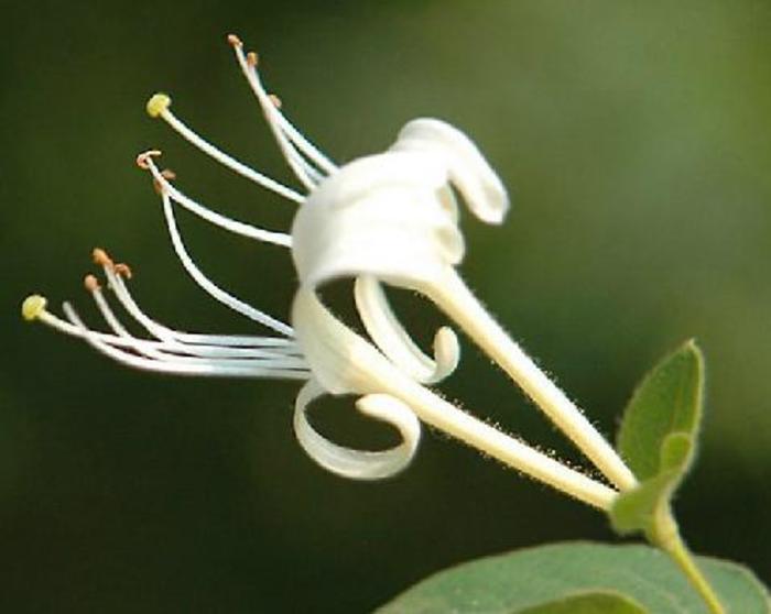 植物图片图片