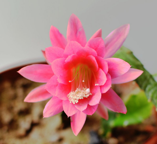 植物图片图片