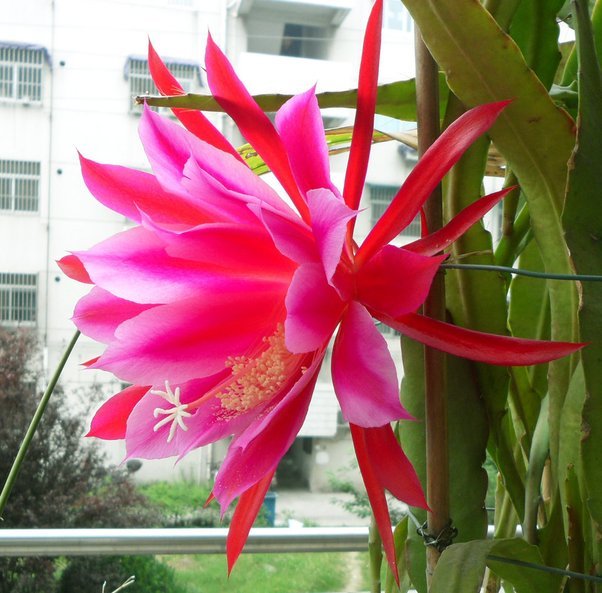 植物图片图片
