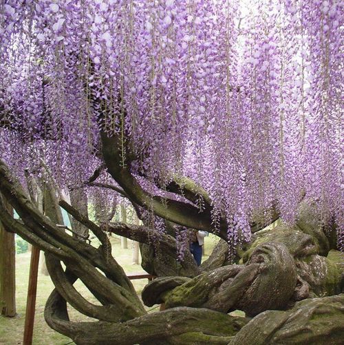 植物图片图片