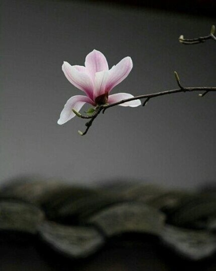 植物图片图片