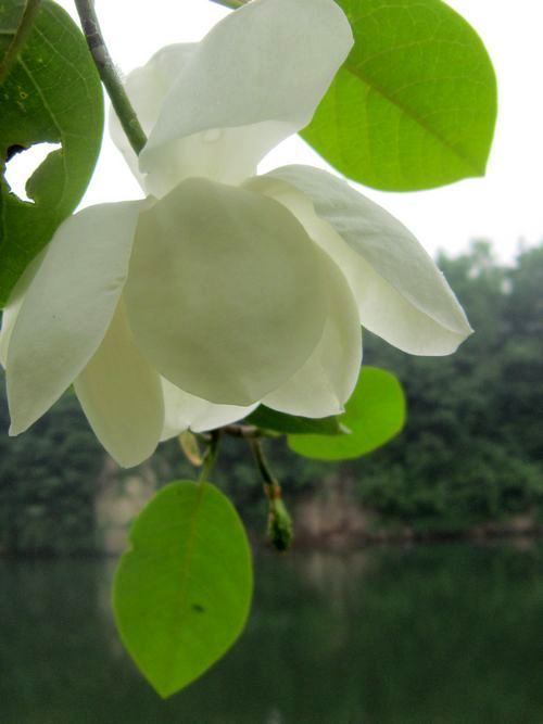 植物图片图片
