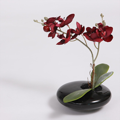 植物图片图片