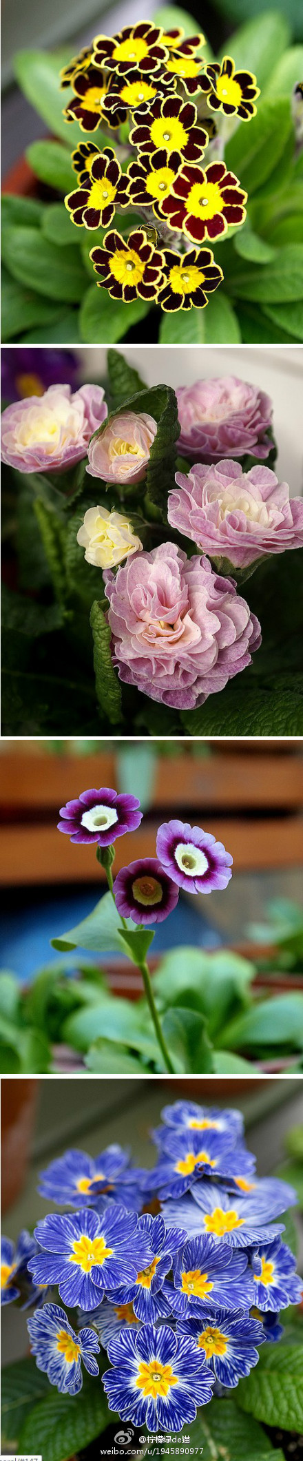 植物图片图片