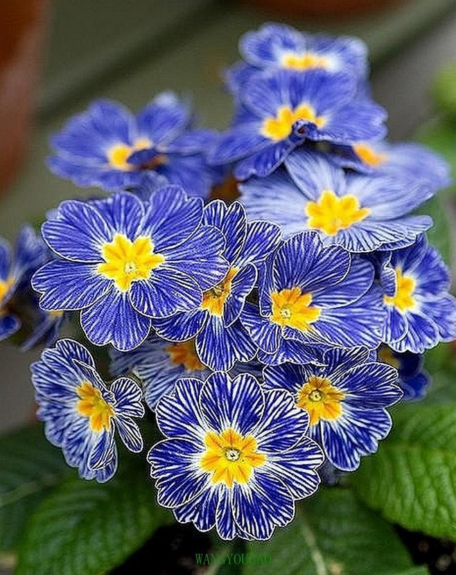 植物图片图片