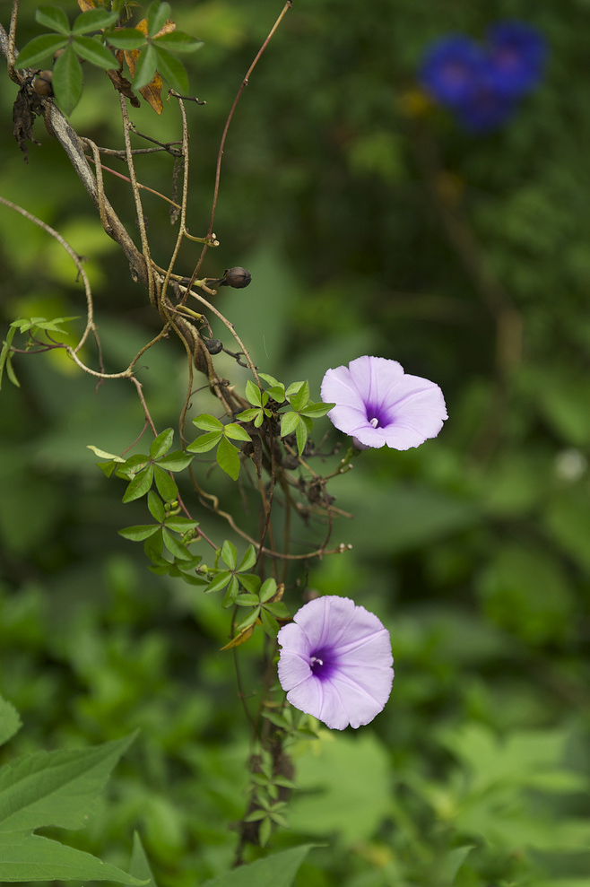 植物图片图片