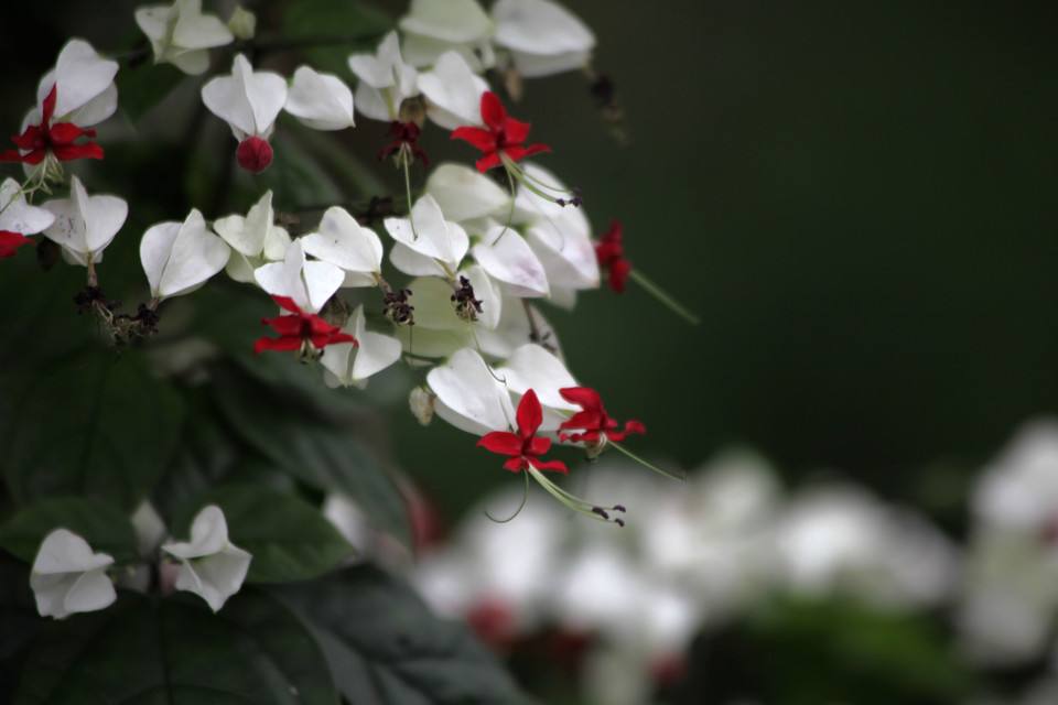 植物图片图片