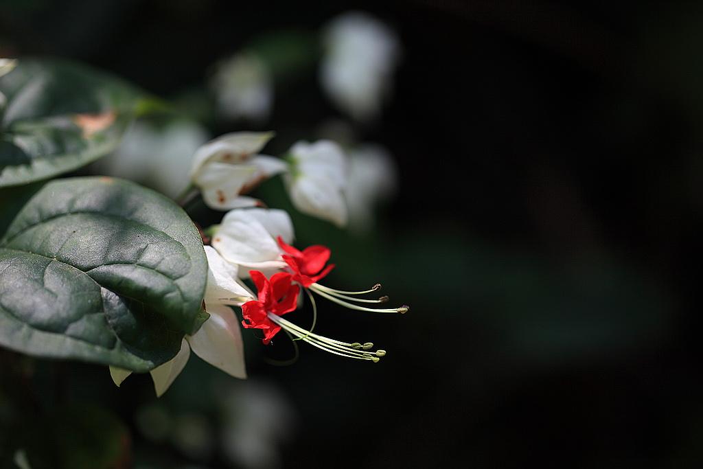 植物图片图片