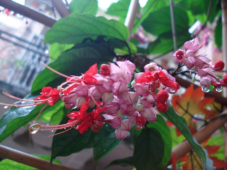 植物图片图片