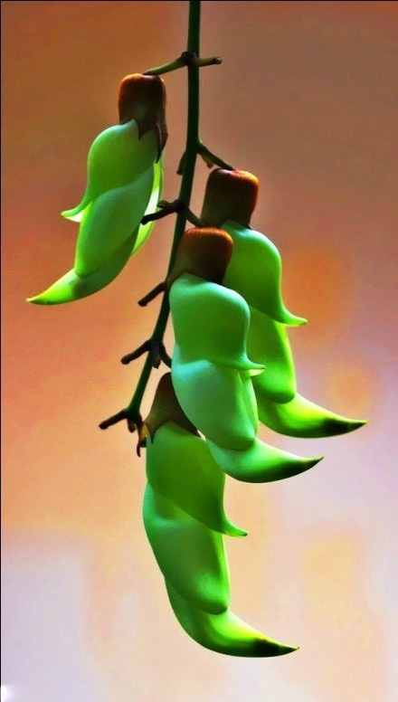 植物图片图片