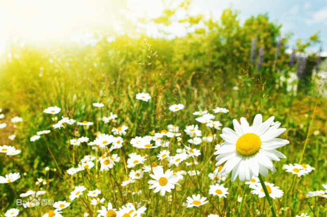 植物图片图片