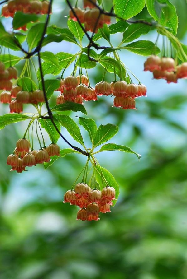植物图片图片