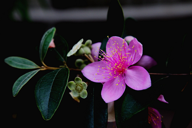 植物图片图片