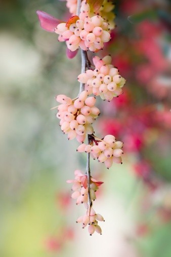 石竹花图片 石竹图片 石竹植物图片图片