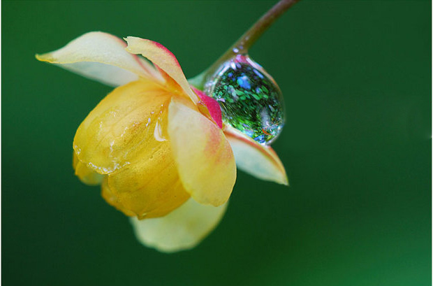 石竹花图片 石竹图片 石竹植物图片图片