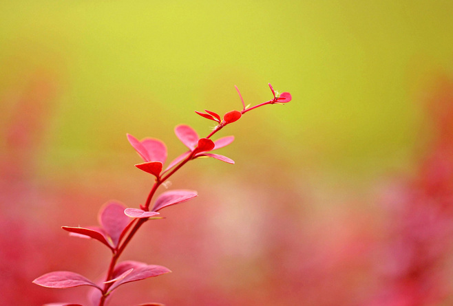 石竹花图片 石竹图片 石竹植物图片图片