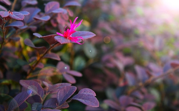植物图片图片