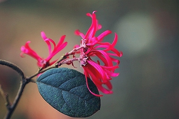 石竹花图片 石竹图片 石竹植物图片图片