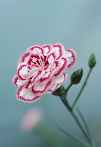 石竹花图片 石竹图片 石竹植物图片图片