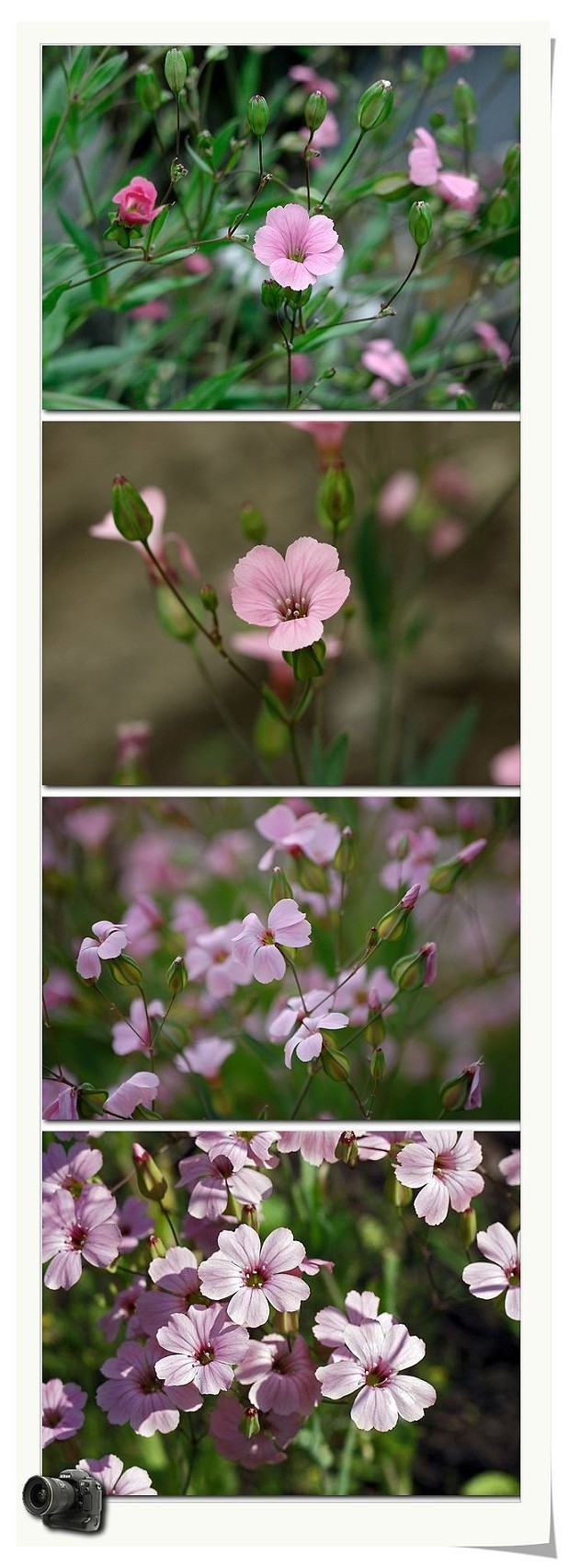 植物图片图片