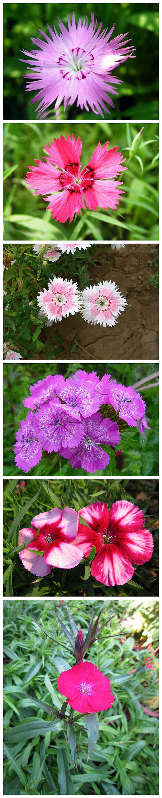 植物图片图片