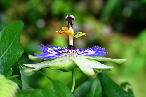 石竹花图片 石竹图片 石竹植物图片图片