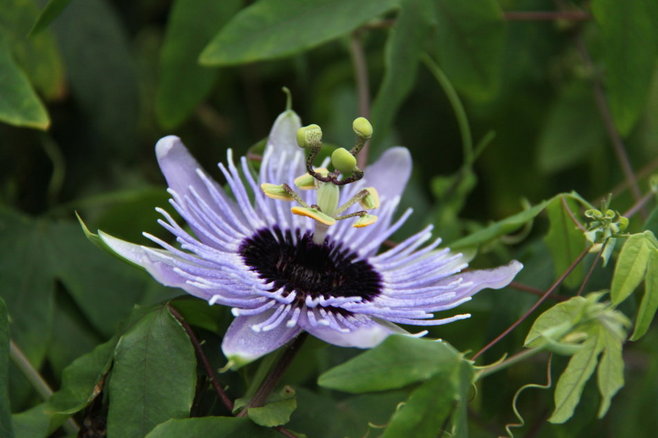 白芨花图片 白芨图片 白芨植物图片图片