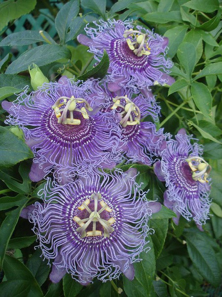 石竹花图片 石竹图片 石竹植物图片图片