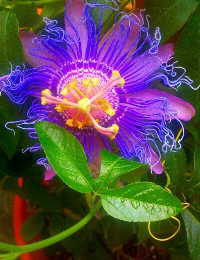 石竹花图片 石竹图片 石竹植物图片图片