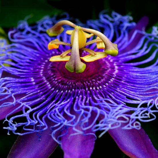 石竹花图片 石竹图片 石竹植物图片图片