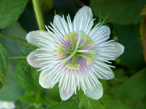石竹花图片 石竹图片 石竹植物图片图片