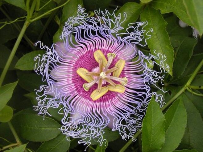 石竹花图片 石竹图片 石竹植物图片图片