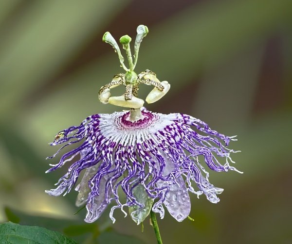 石竹花图片 石竹图片 石竹植物图片图片