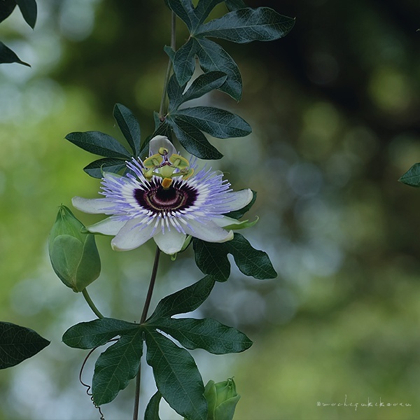 石竹花图片 石竹图片 石竹植物图片图片