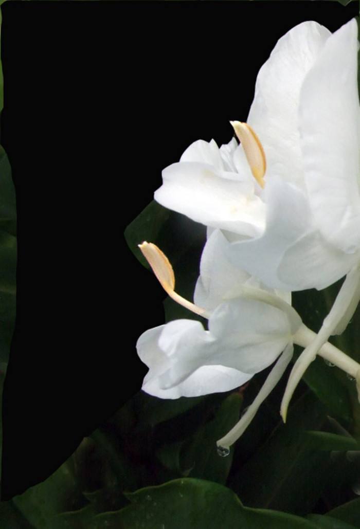 植物图片图片