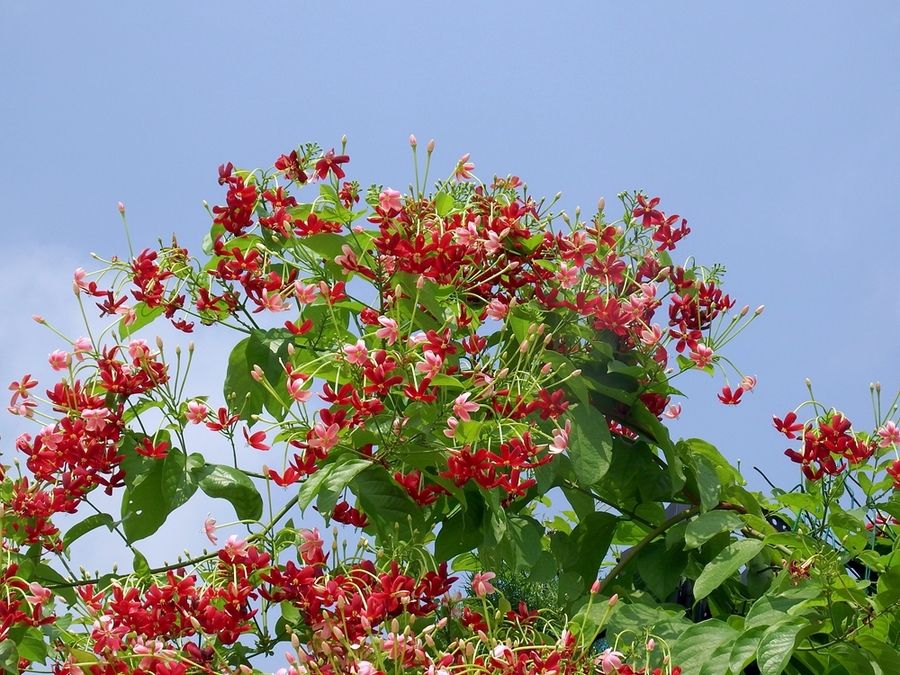 植物图片图片
