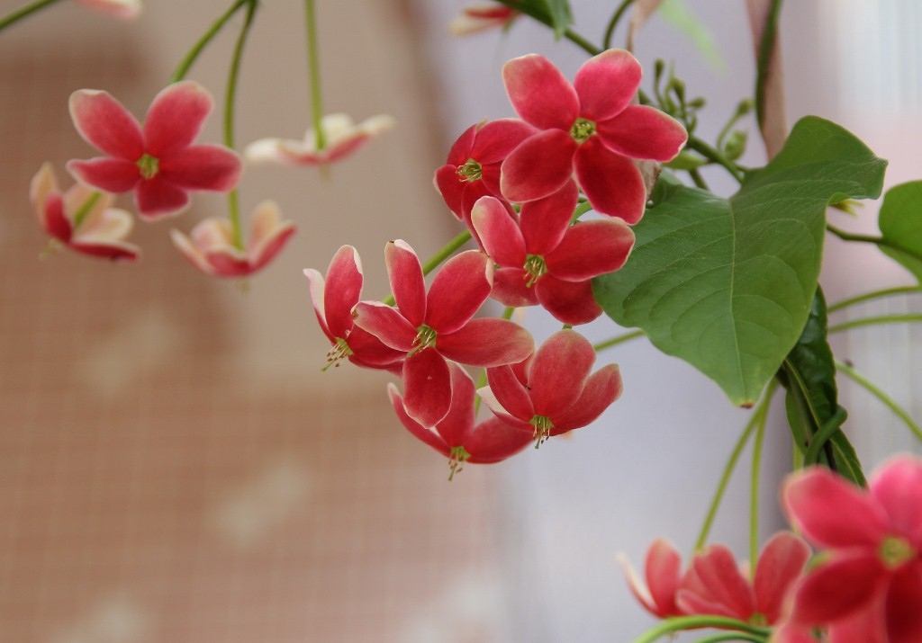 植物图片图片